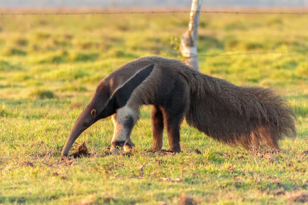 Mammals of South America trivia question image