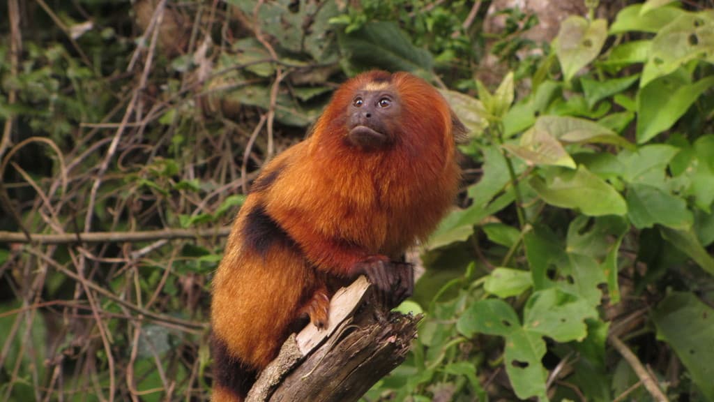 Mammals of South America trivia question image