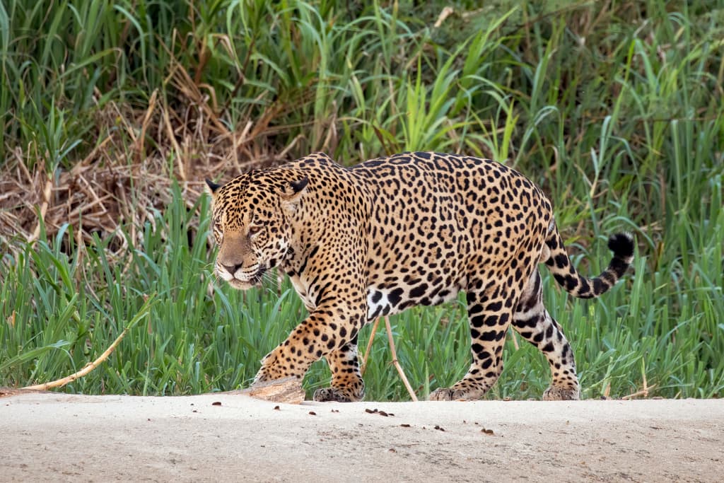 Mammals of South America trivia question image