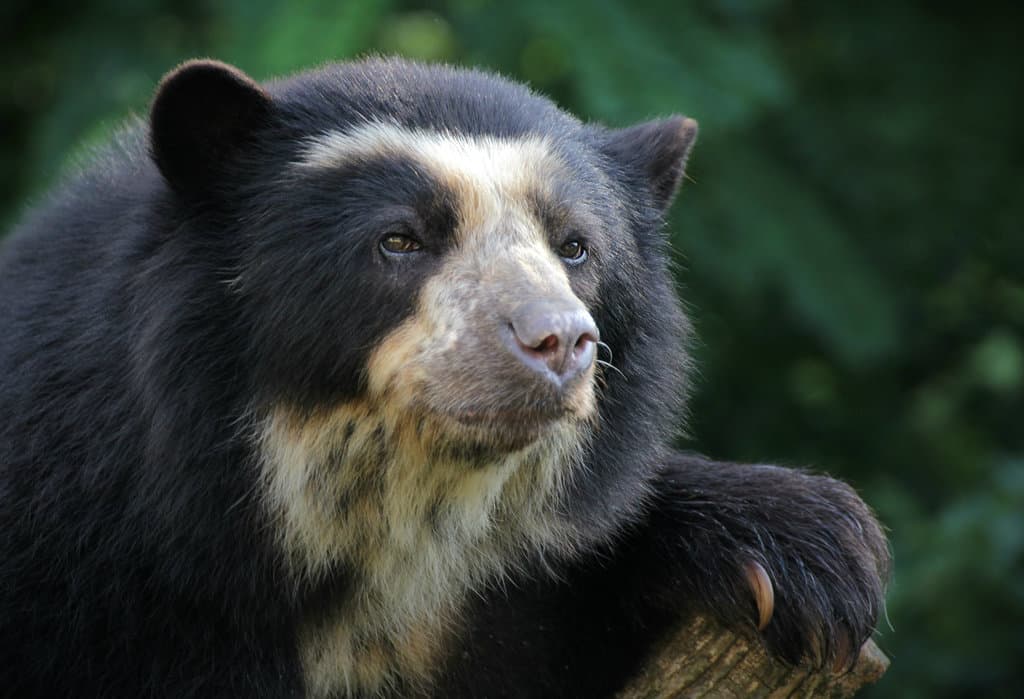 Mammals of South America trivia question image