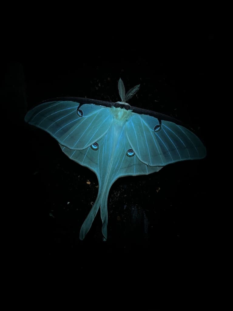Moths of the World trivia question image