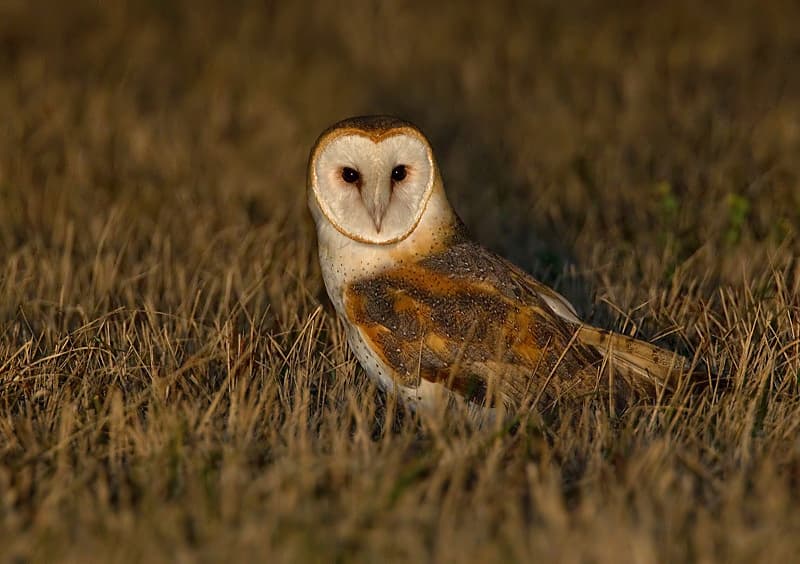Owls of the World trivia question image