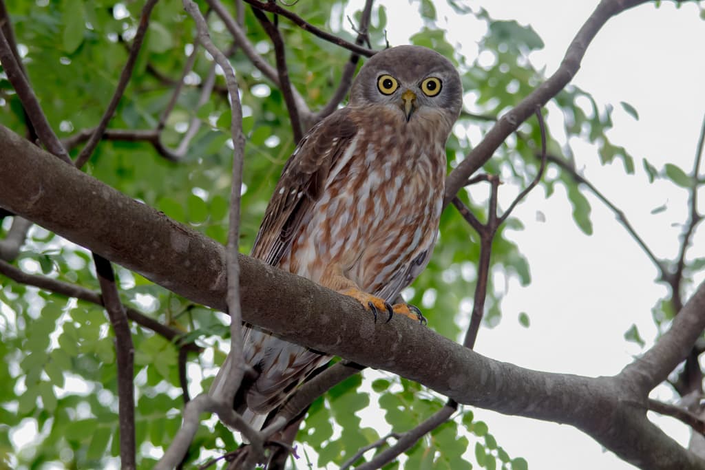 Owls of the World trivia question image