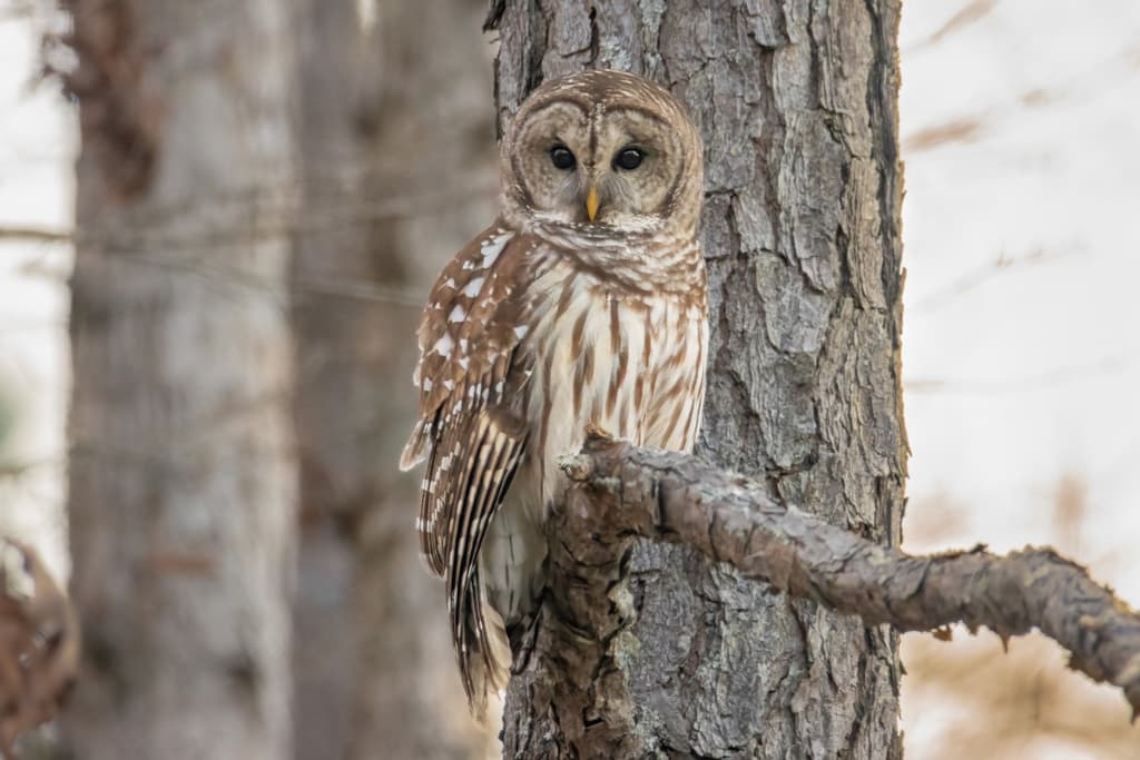 Owls of the World trivia question image