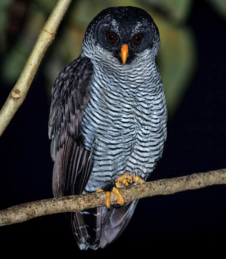 Owls of the World trivia question image