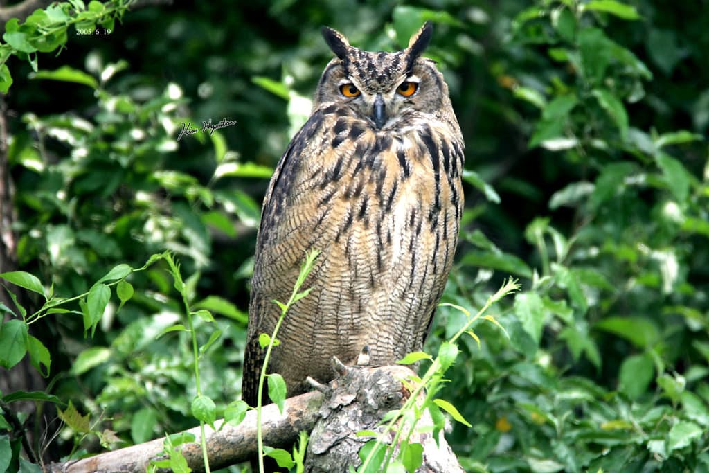 Owls of the World trivia question image