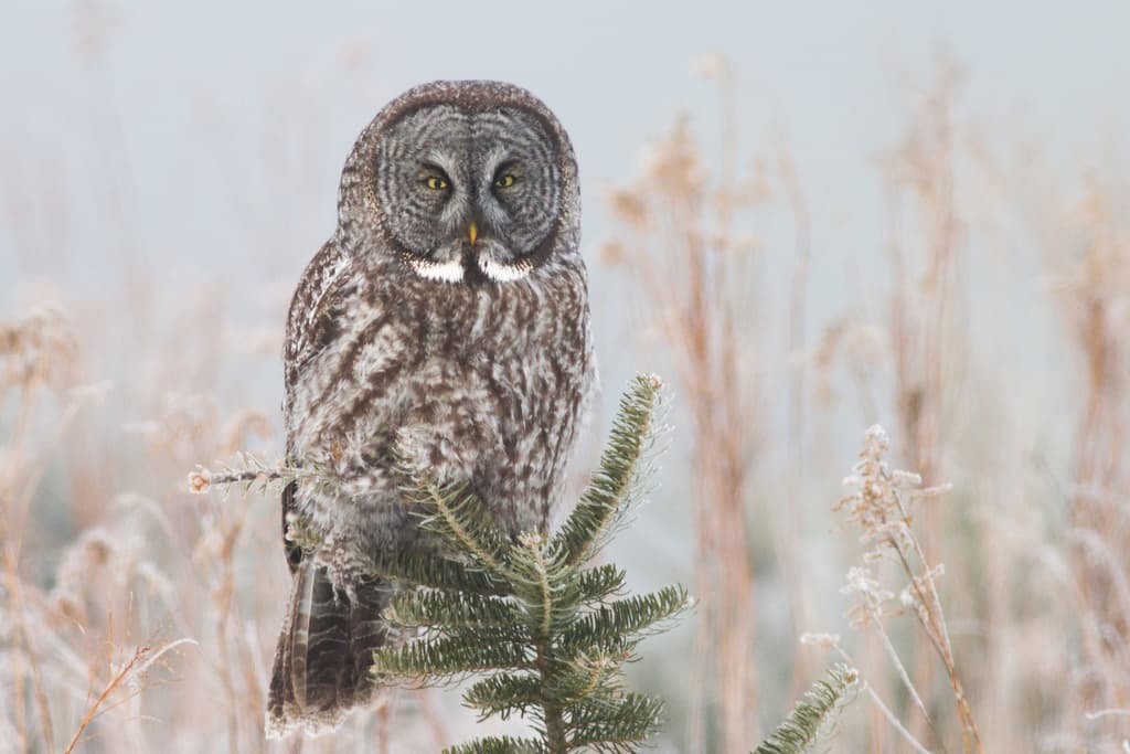 Owls of the World trivia question image