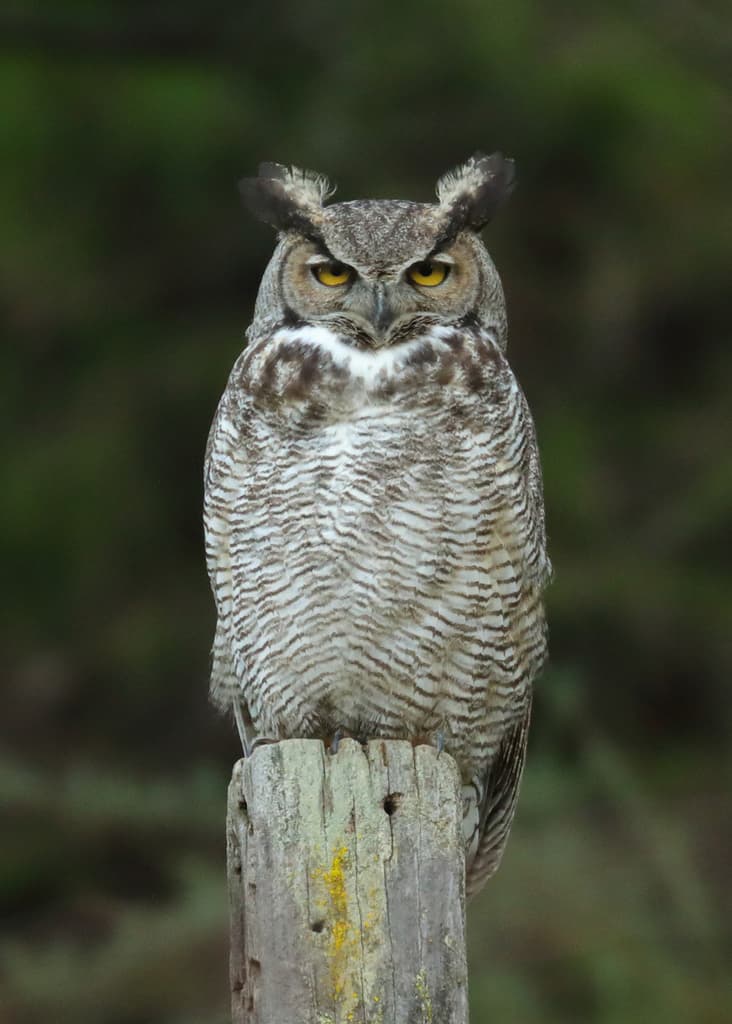 Owls of the World trivia question image