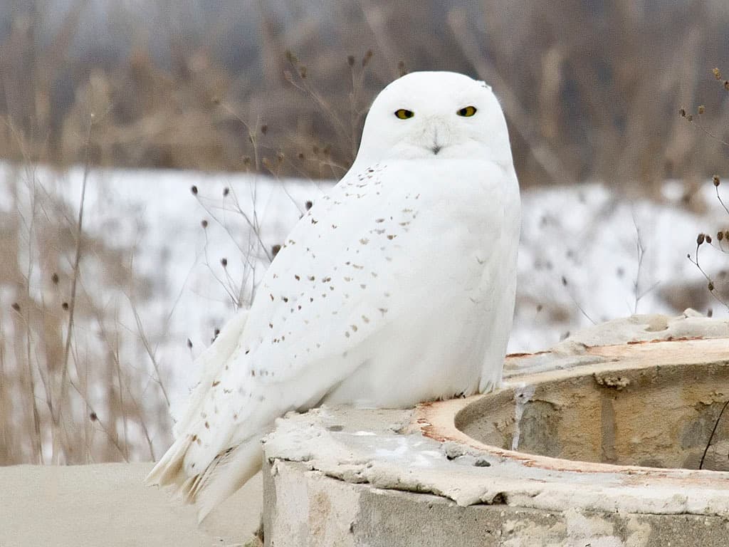 Owls of the World trivia question image