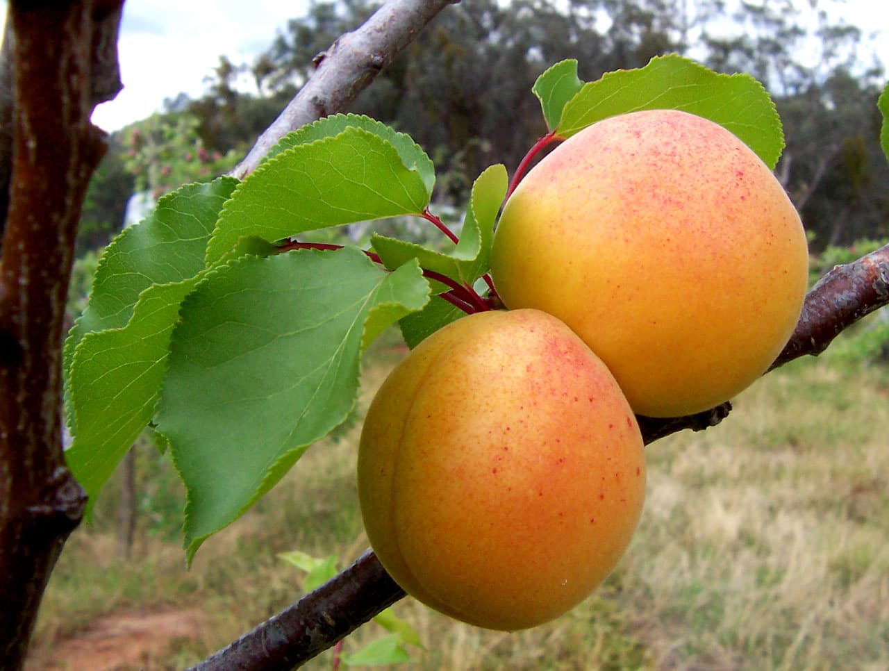Everyday Fruit trivia question image