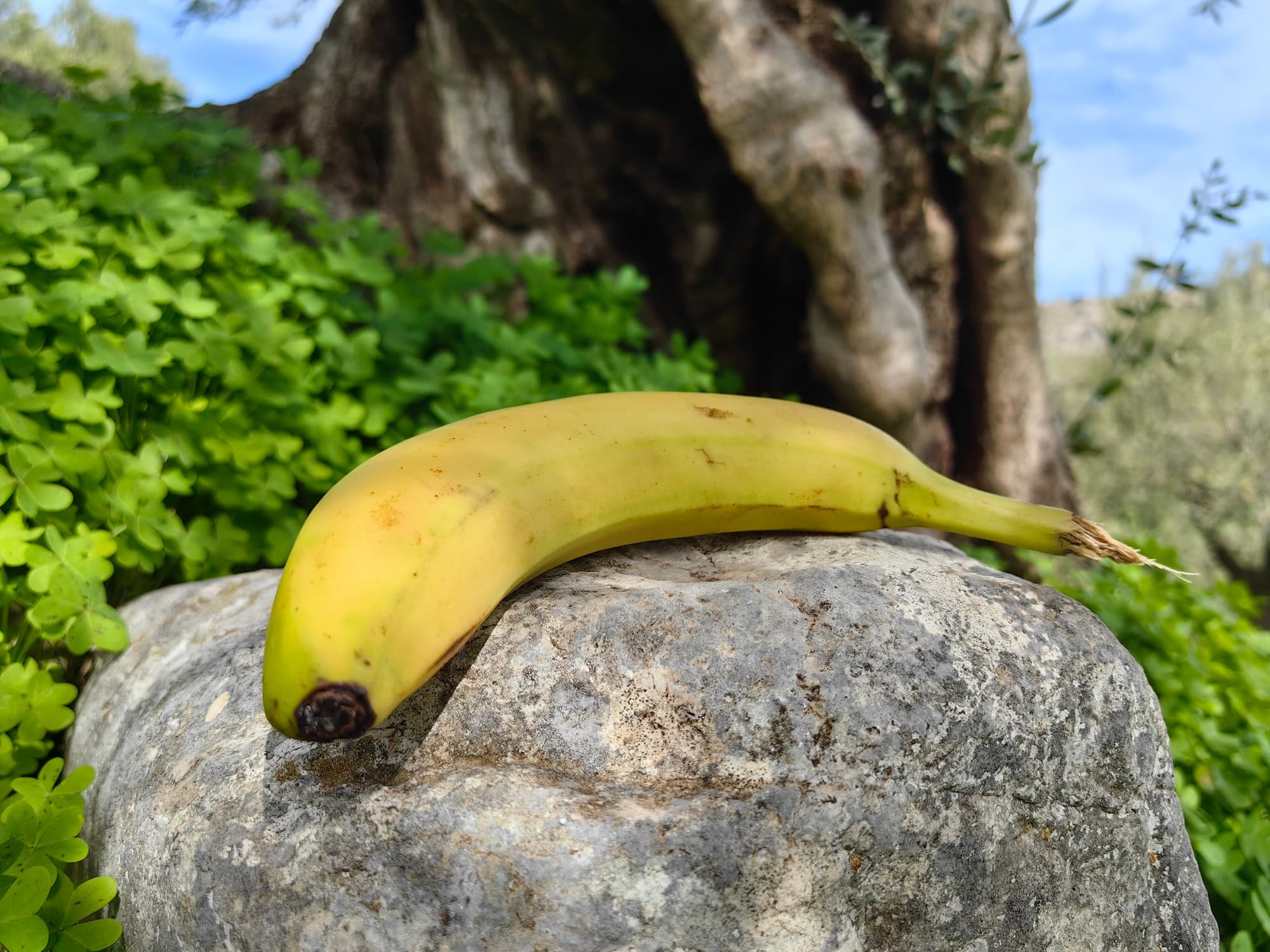 Everyday Fruit trivia question image