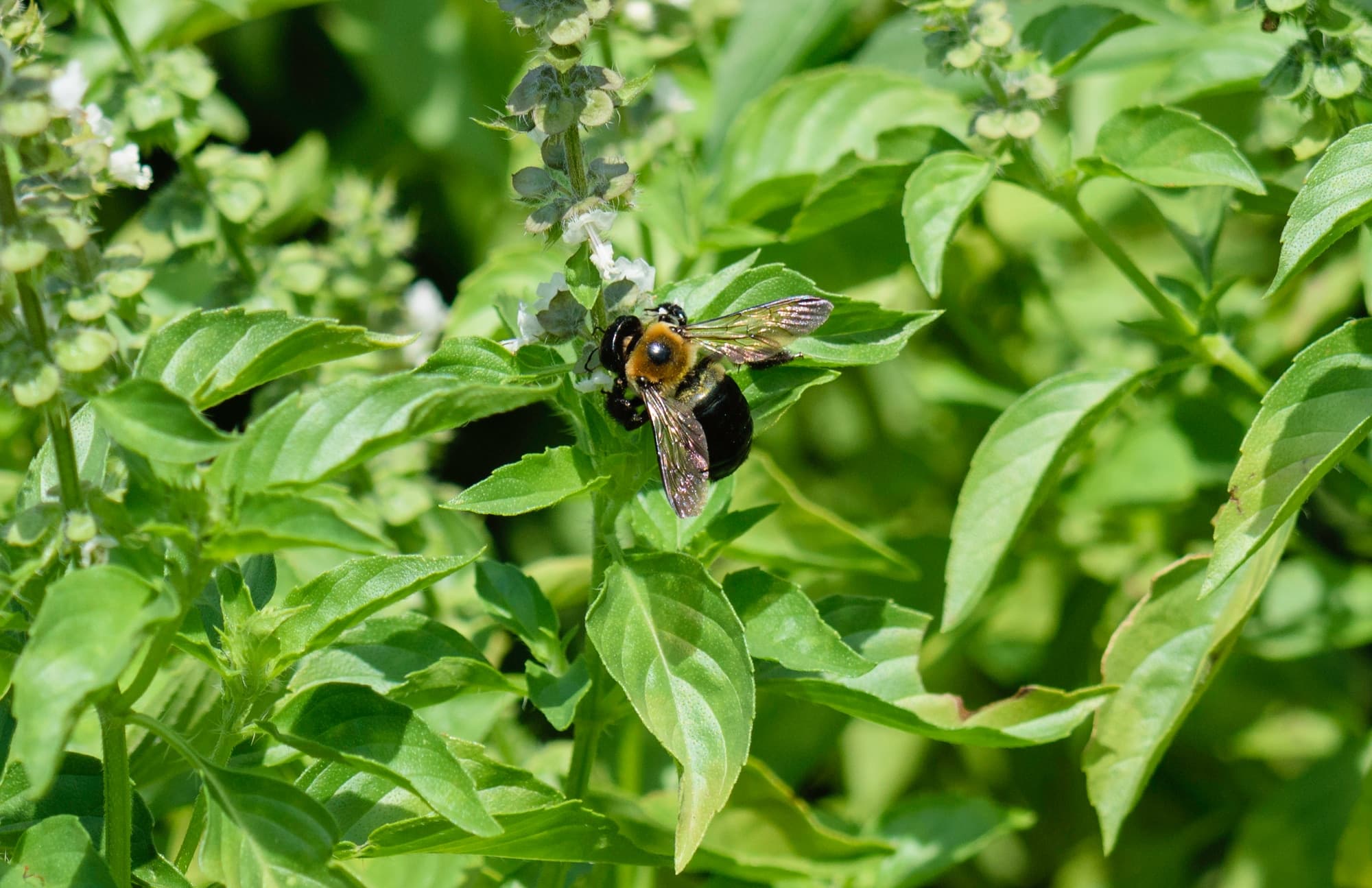 Herbs, Peppers and Mushrooms trivia question image