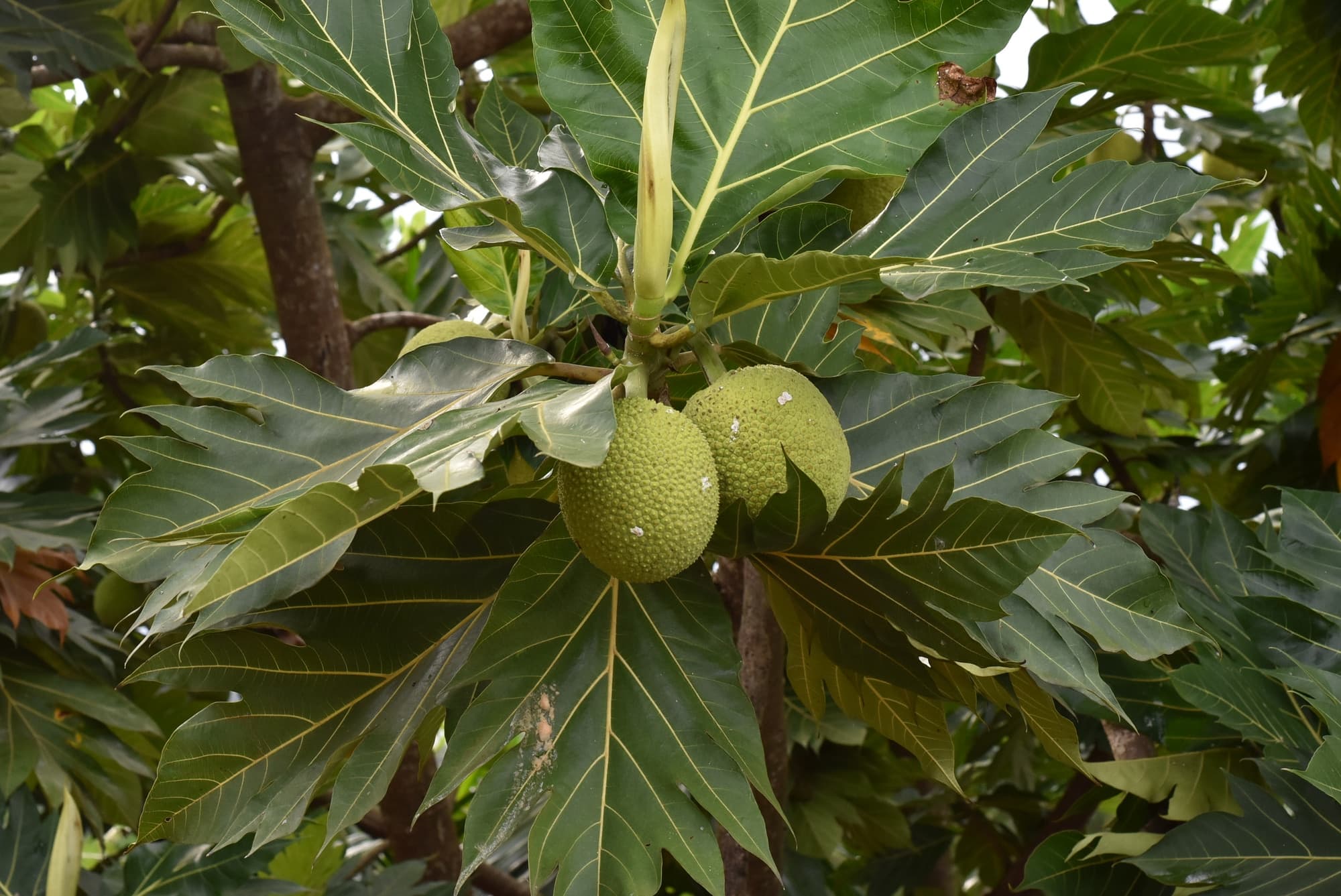 Tropical and Exotic Fruit trivia question image