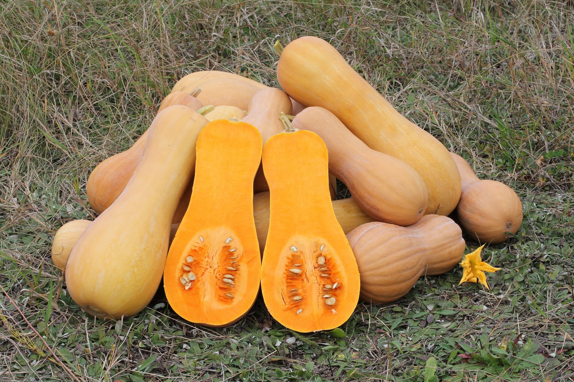 Roots and Squash trivia question image
