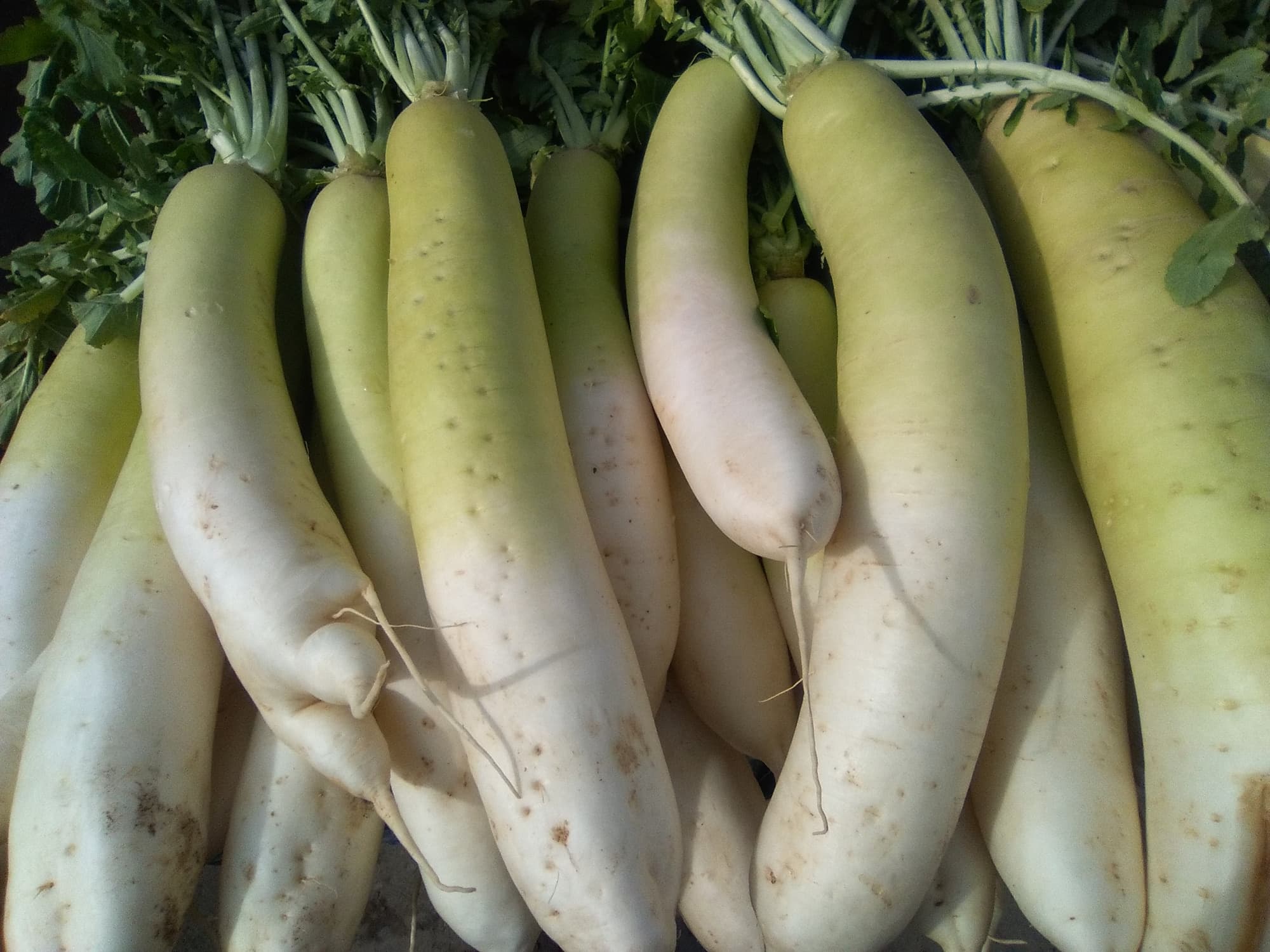 Roots and Squash trivia question image