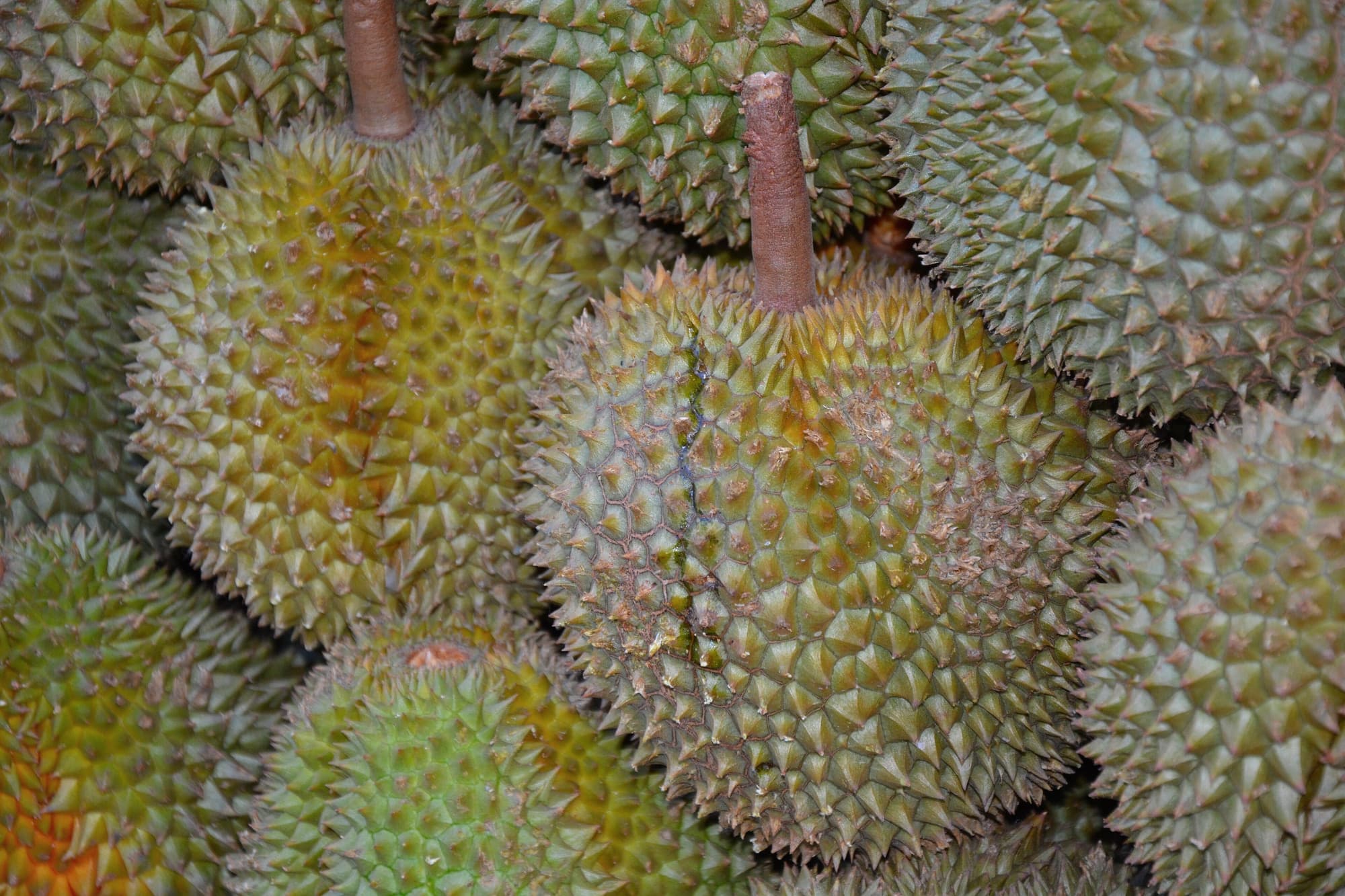 Tropical and Exotic Fruit trivia question image
