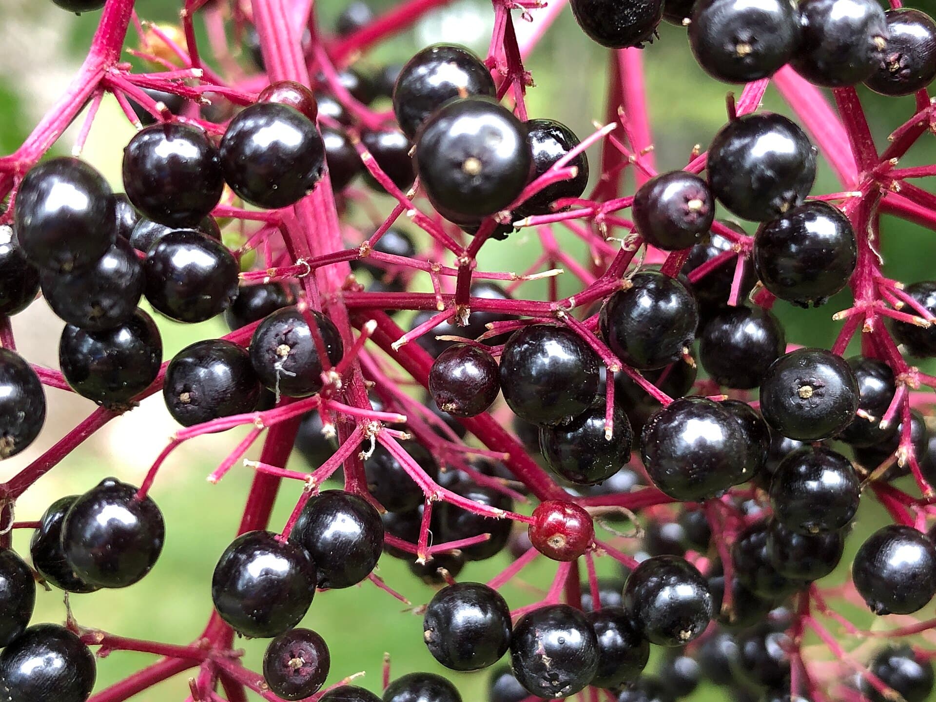Everyday Fruit trivia question image