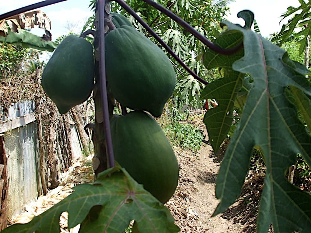 Tropical and Exotic Fruit trivia question image