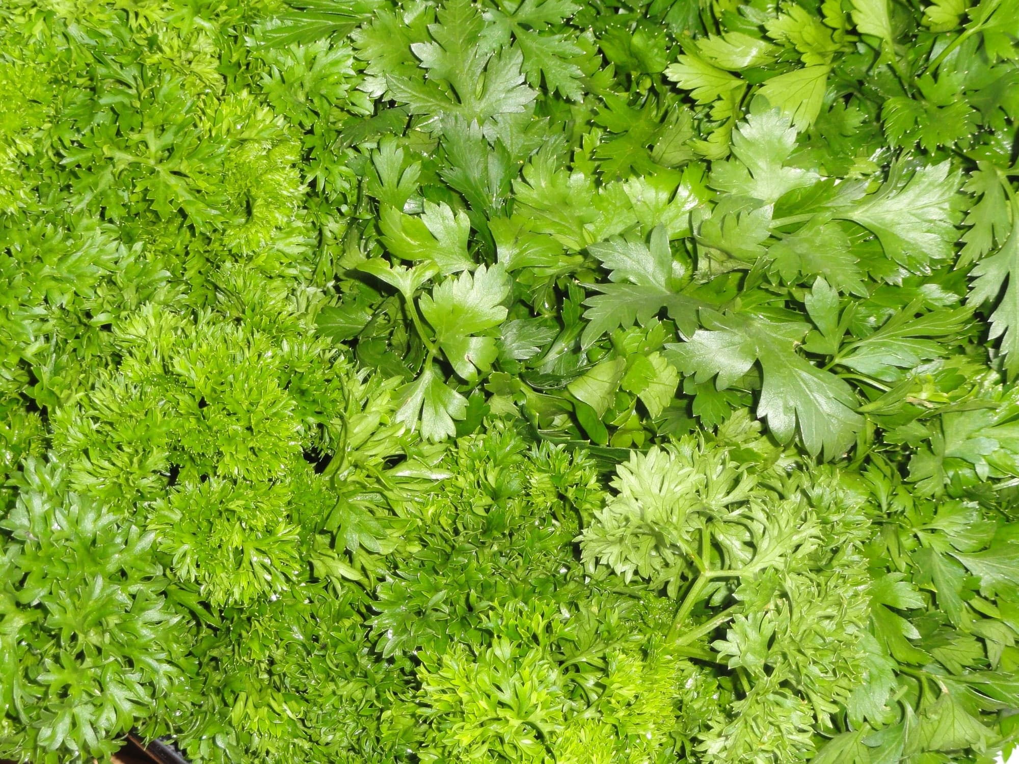 Herbs, Peppers and Mushrooms trivia question image