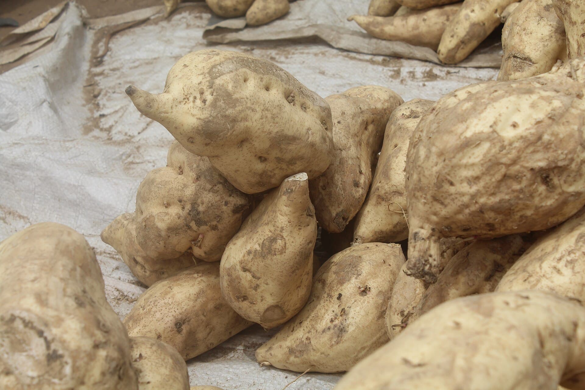 Roots and Squash trivia question image