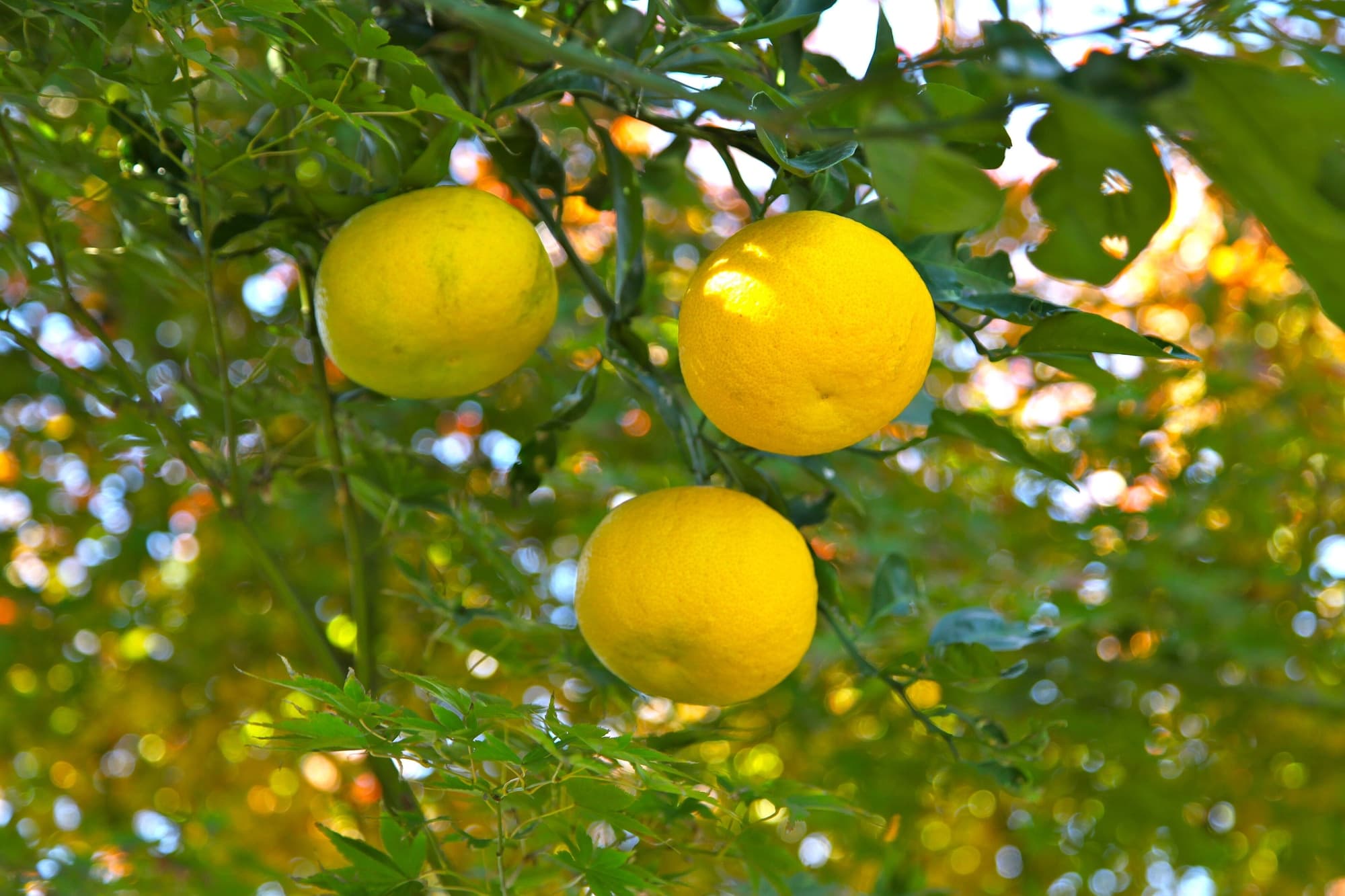 Tropical and Exotic Fruit trivia question image