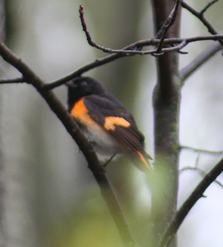 Warblers, Male and Female trivia question image