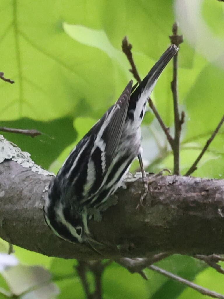 Warblers, Male and Female trivia question image