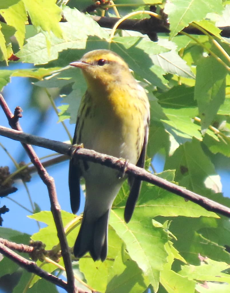 Warblers, Male and Female trivia question image