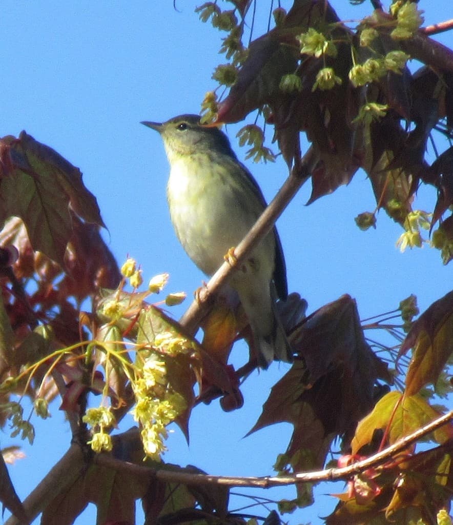 Warblers, Male and Female trivia question image
