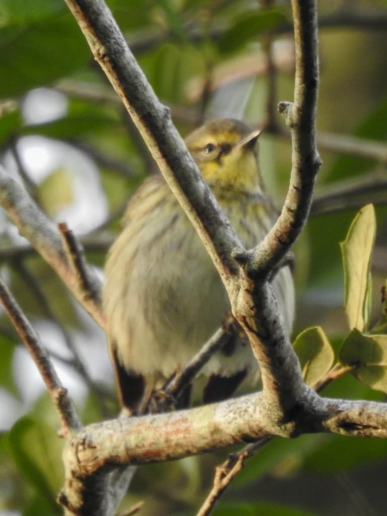 Warblers, Male and Female trivia question image