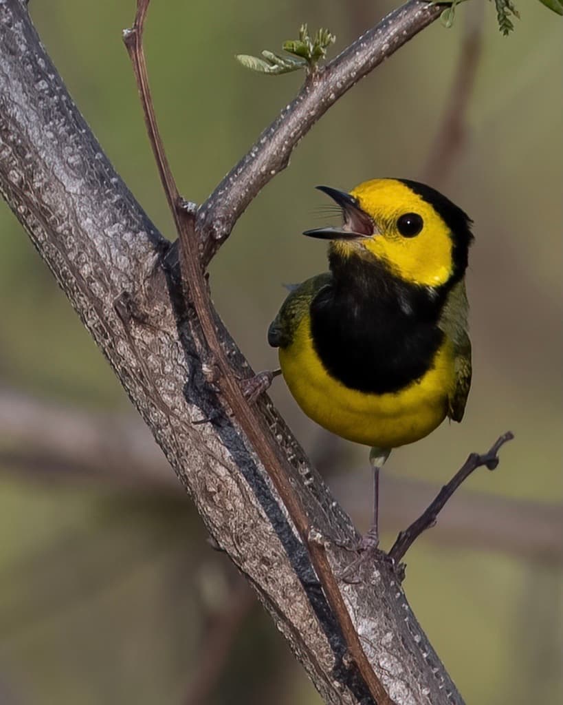 Warblers, Male and Female trivia question image