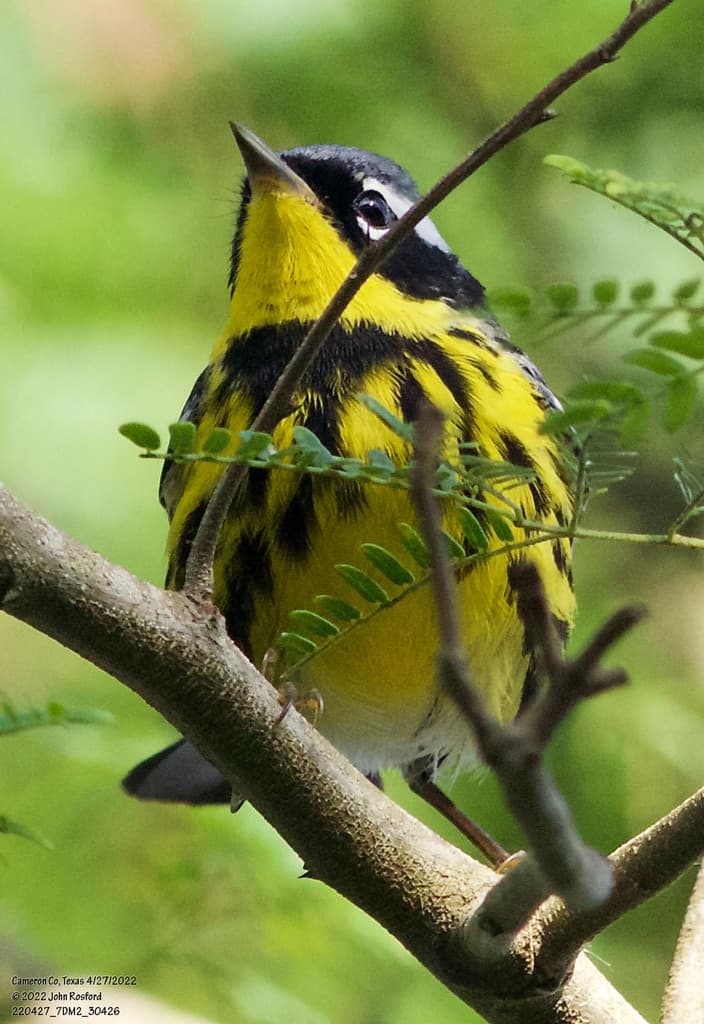 Warblers, Male and Female trivia question image